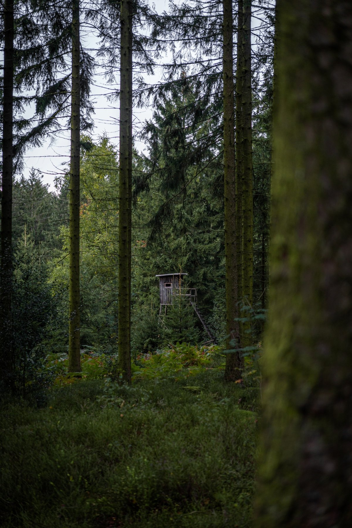 Hunters Hut - Eifel National Park