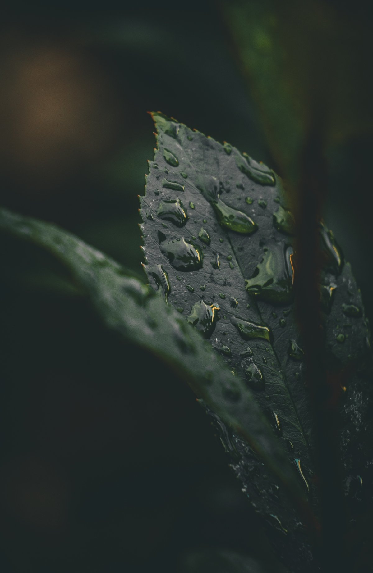 Rain Drops