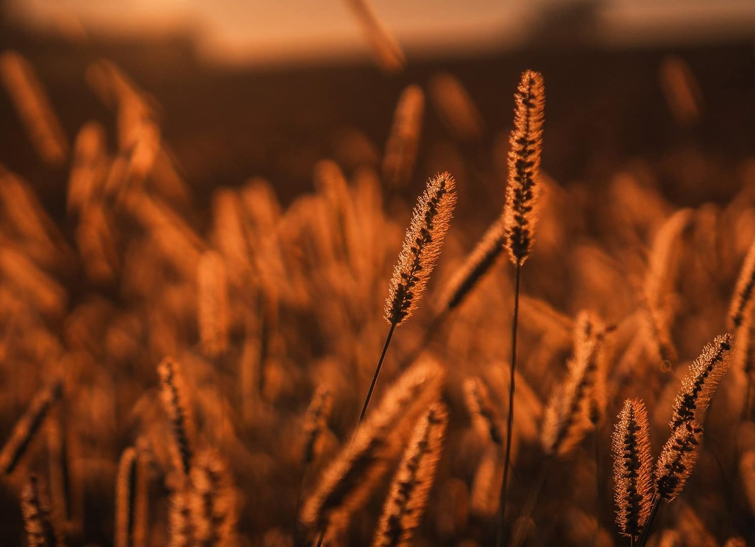 Golden, Brown, Cinematic Glow Lightroom Preset