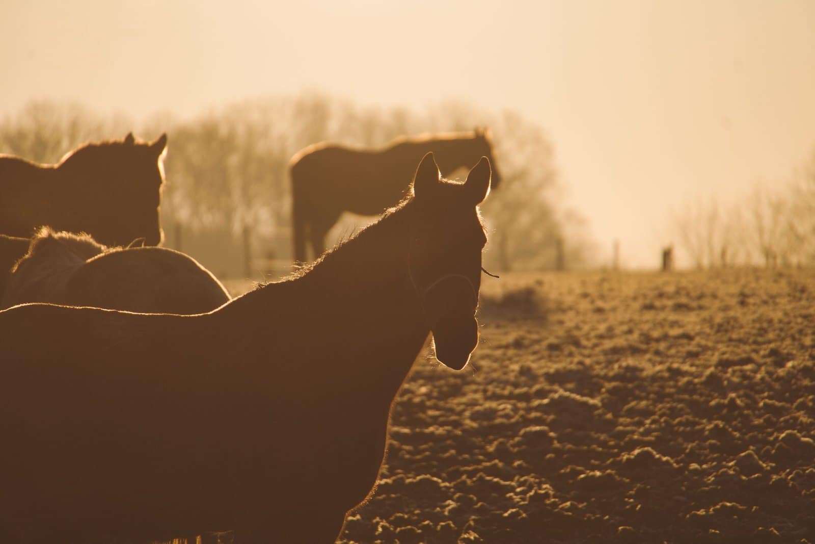 Horses at sunrise