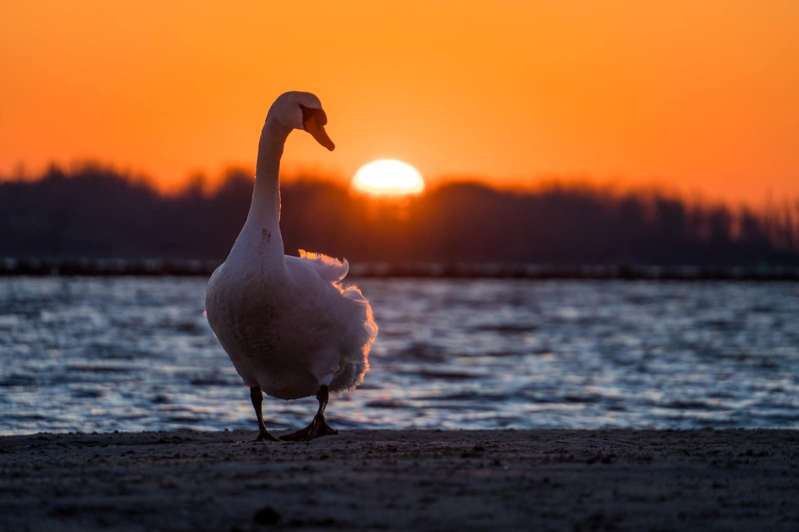 Goose walking into a sunrise