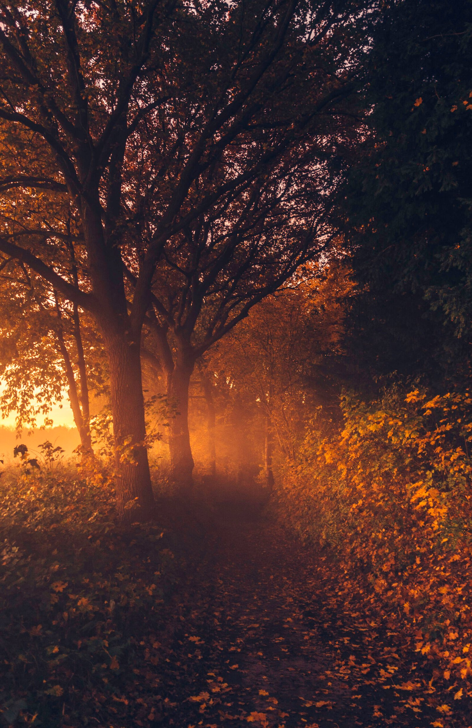 Autumn on Kollenberg, Sittard.