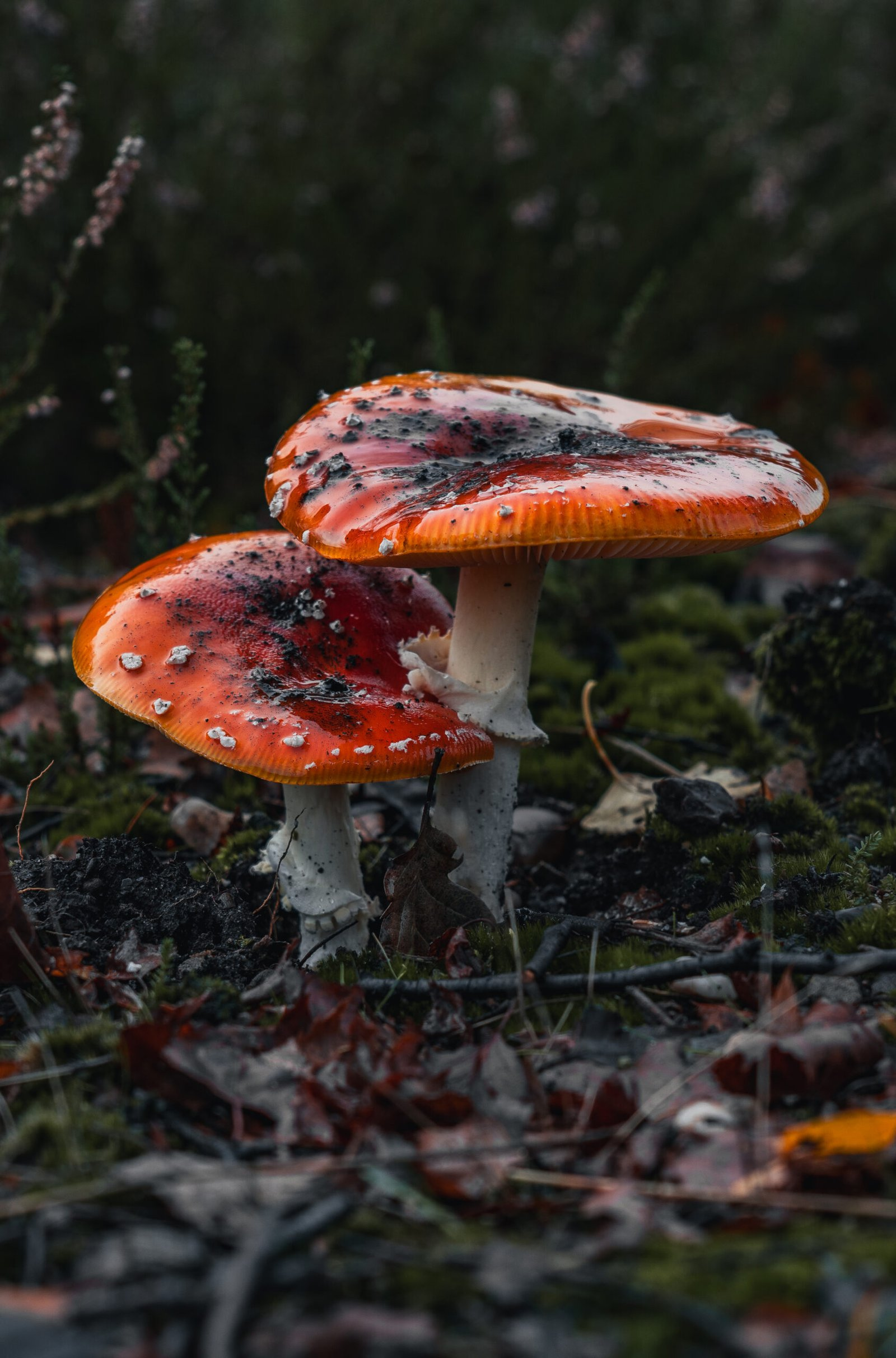 Mushrooms