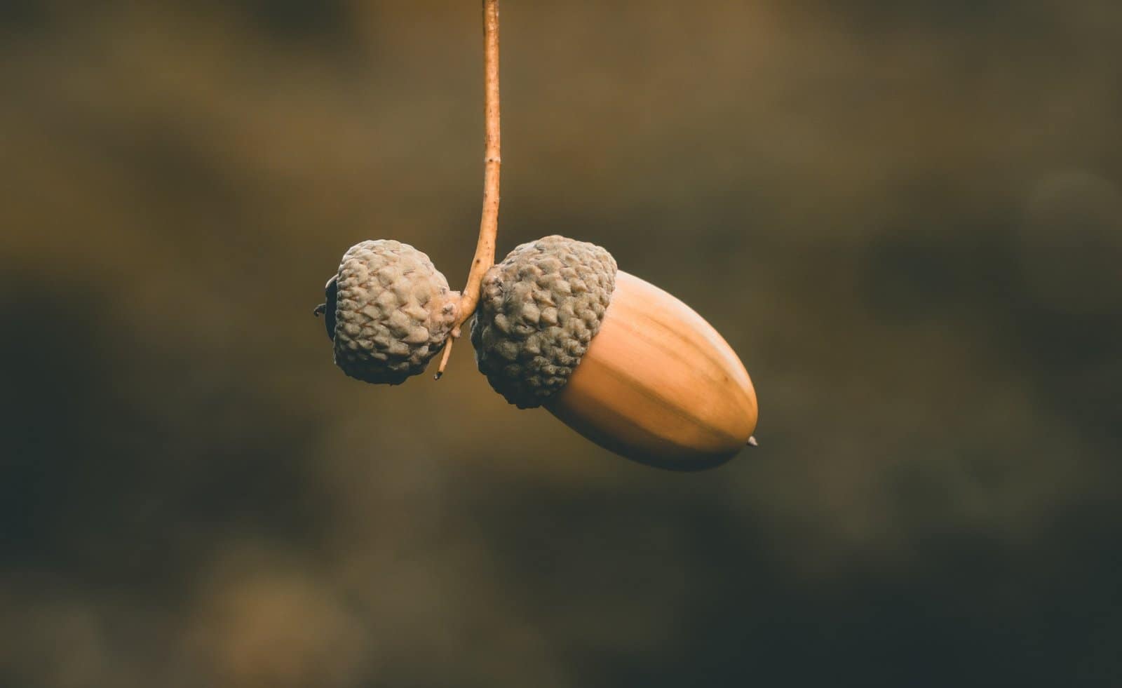 Oak Tree Plant Seeds