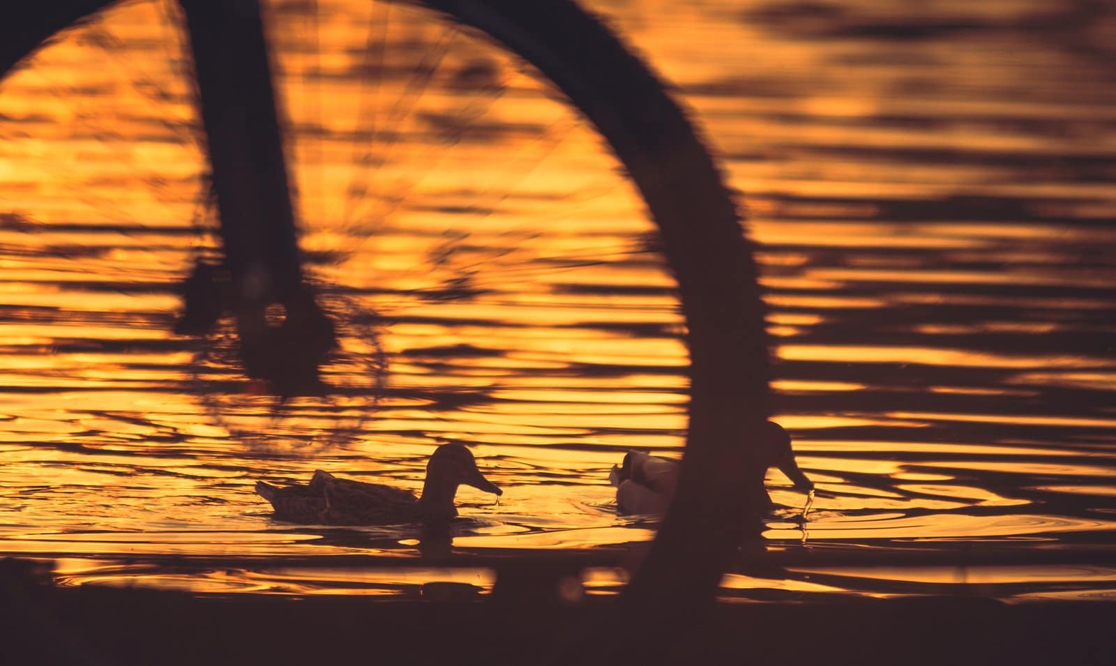 2 Ducks And A Mountain Bike