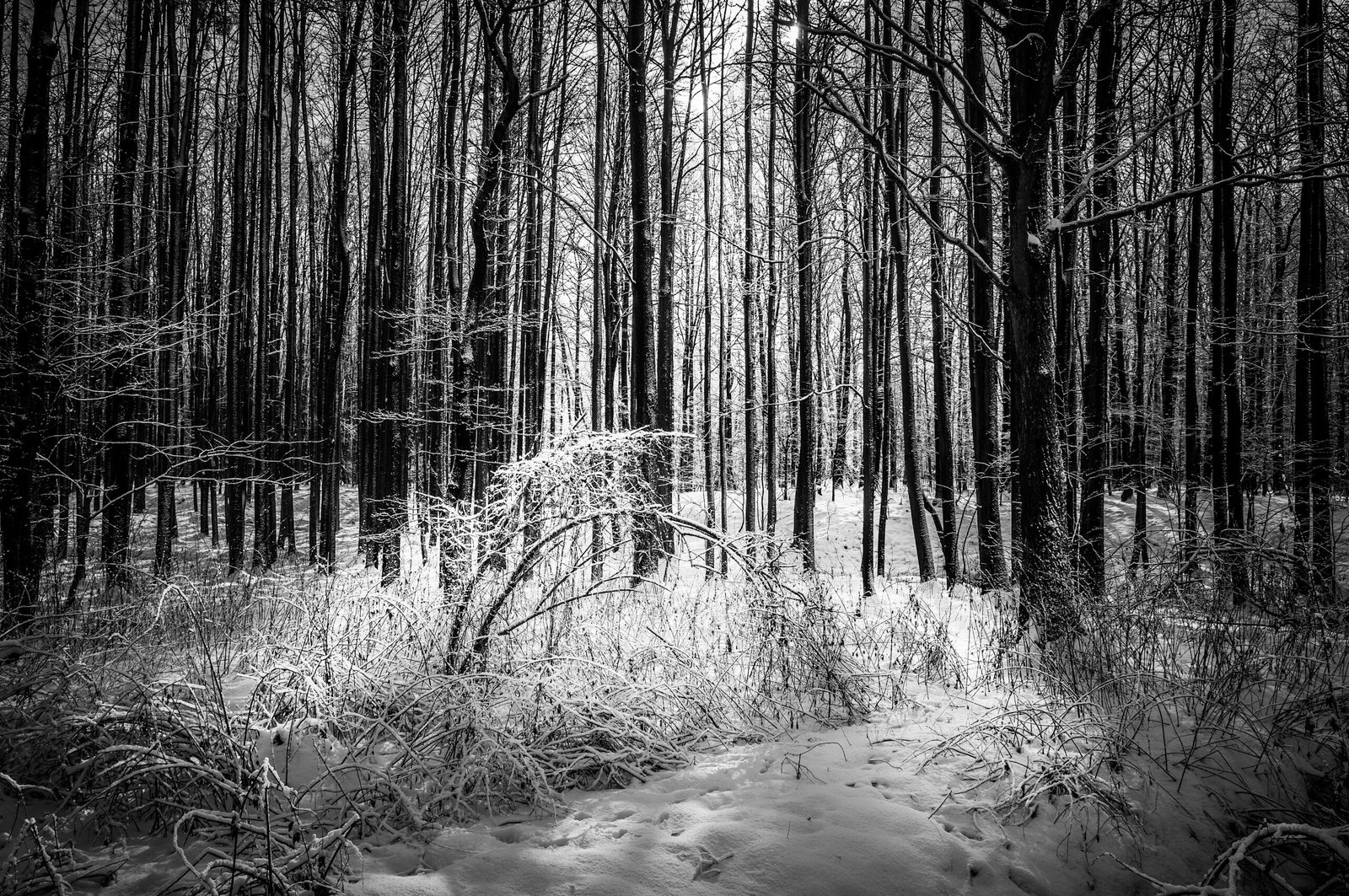 152 Black And White Testing New Lightroom Preset