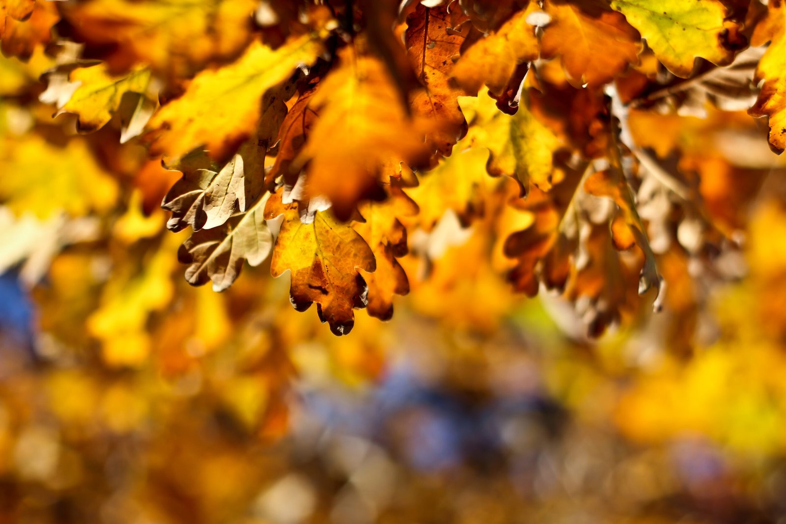 71 Golden Leaves