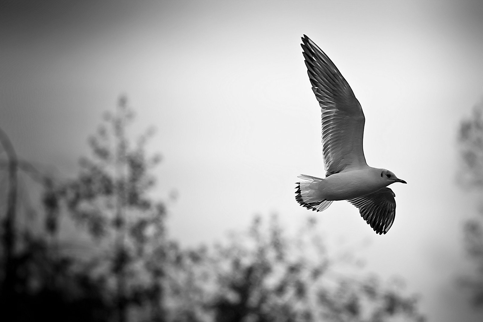 122 Gull In Flight - Stadspark Sittard