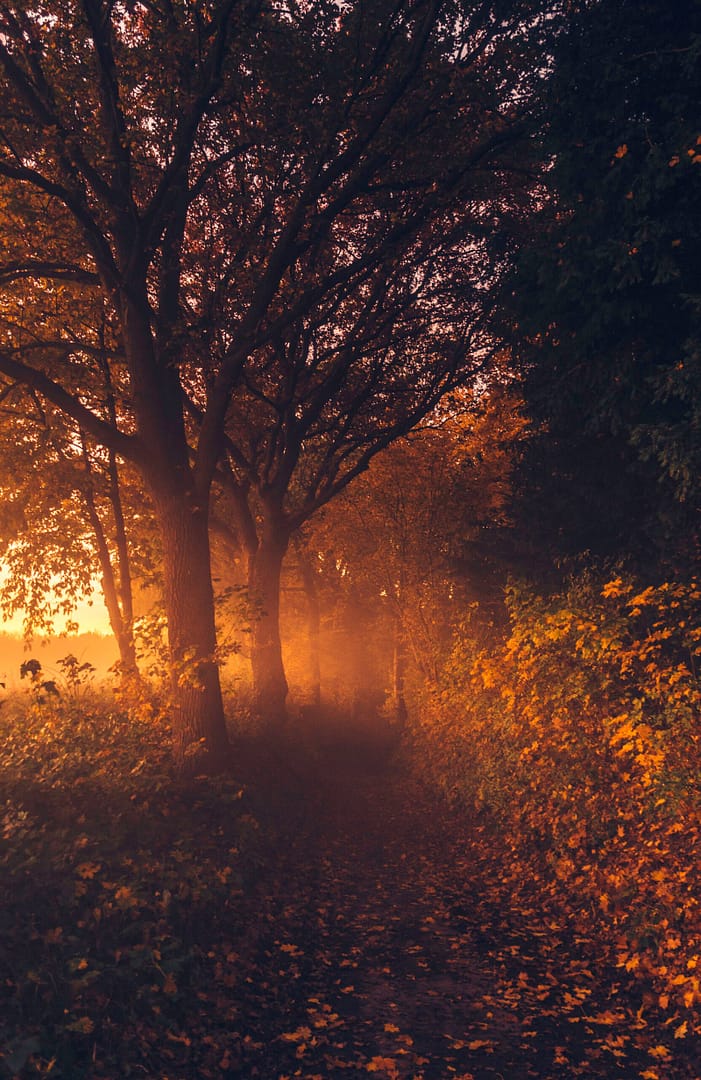 Autumn on Kollenberg, Sittard.