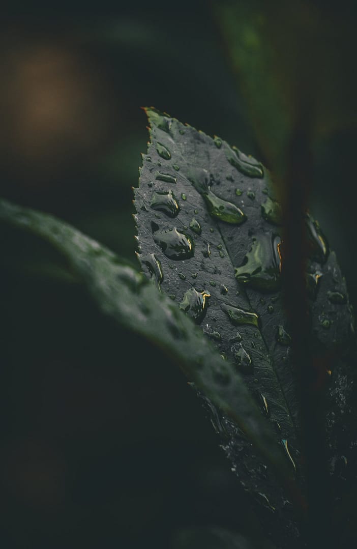 Rain Drops