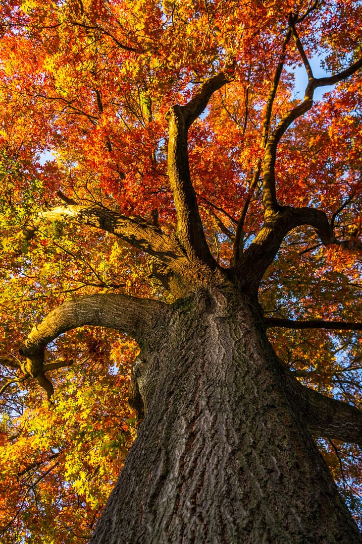 65 Golden Leaves - Autumn At Full Swing